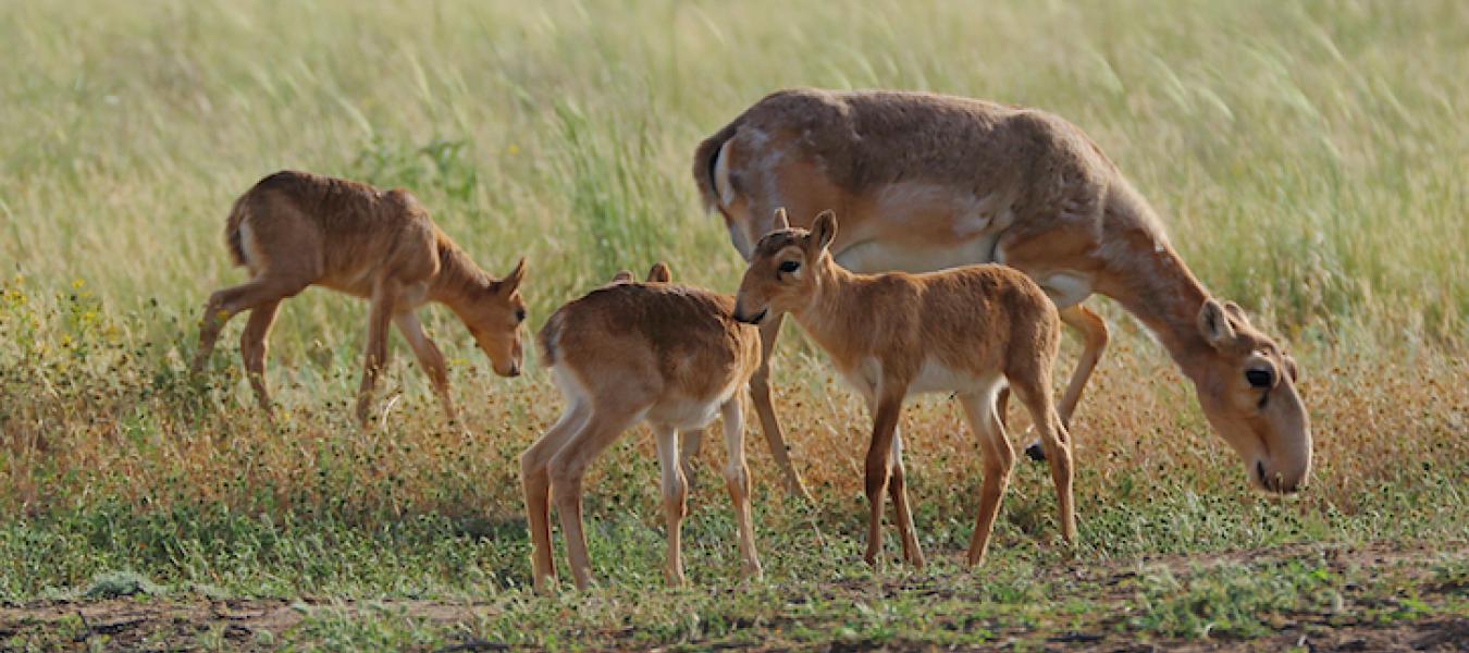 Factors Affecting Survival and Cause-Specific Mortality of Saiga Calves in Mongolia