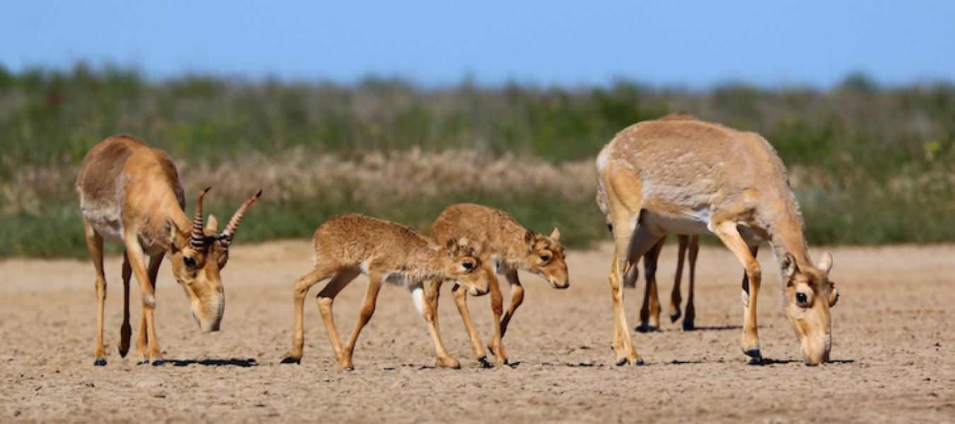 Calving Location Selection Patterns of Saiga Antelope in Mongolia