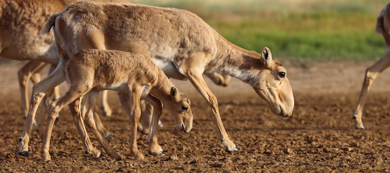 The Status and Prospects for Conservation of the Mongolian Saiga, Saiga tatarica mongolica