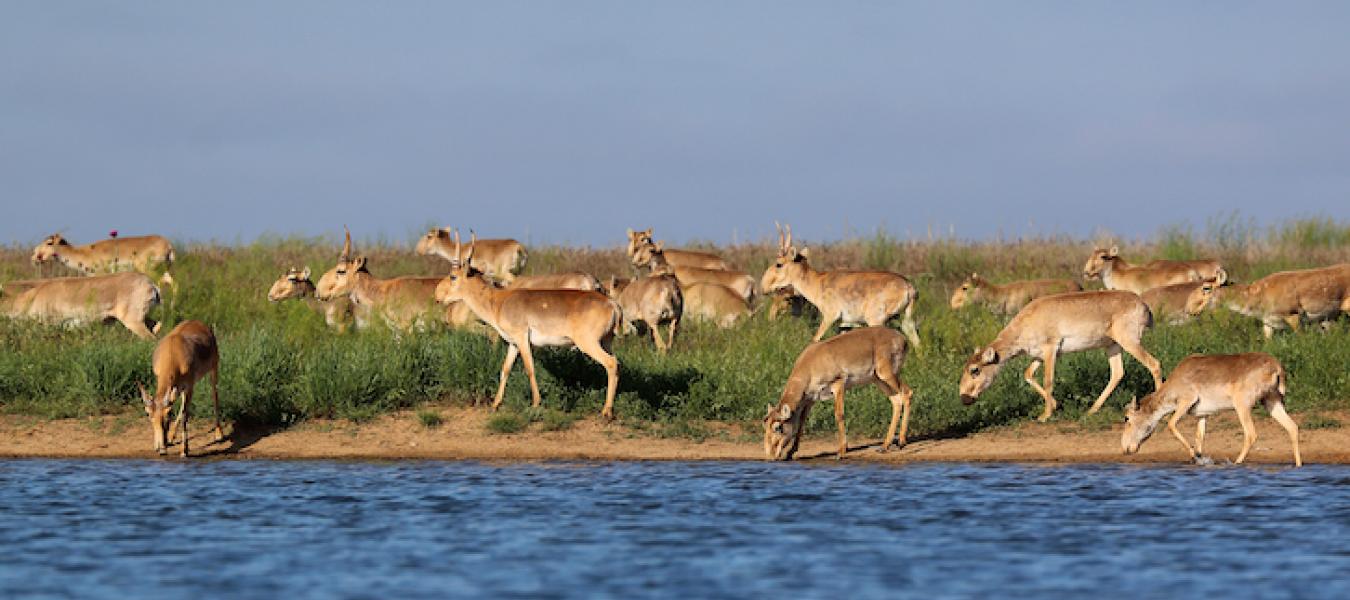 Migration Bottlenecks, Climate, and the Conservation of Pleistocene Relicts in Central Asia