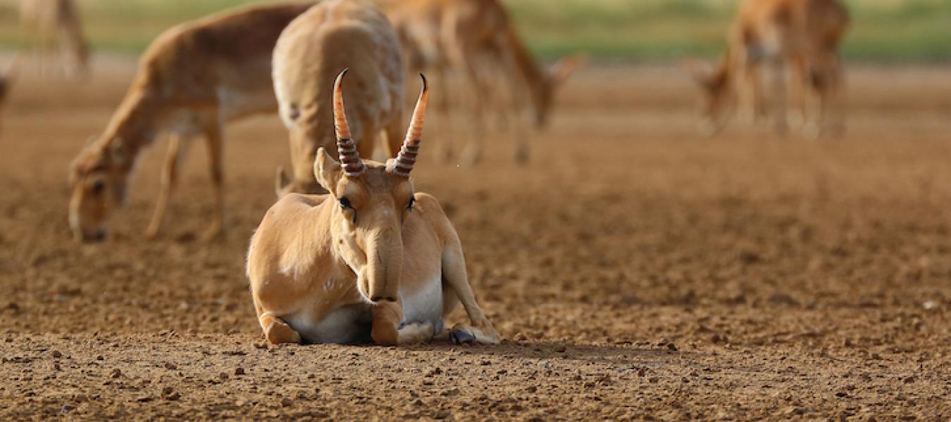 Globalisation of the Cashmere Market and the Decline of Large Mammals in Central Asia