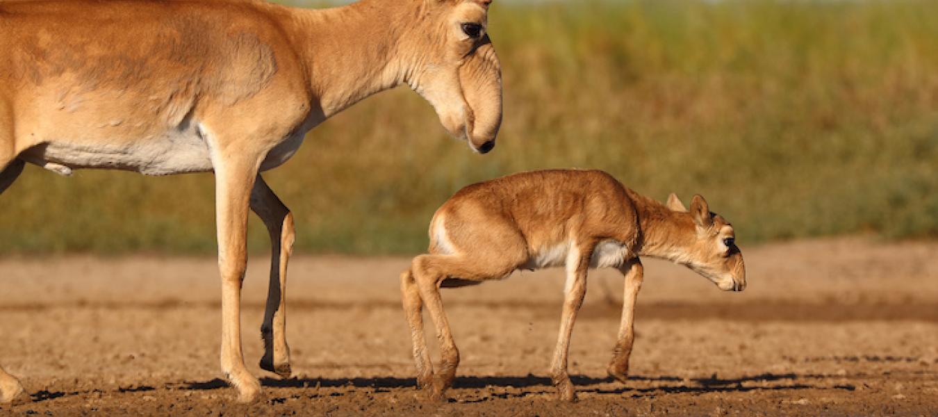 Catastrophe and Hope for the Saiga
