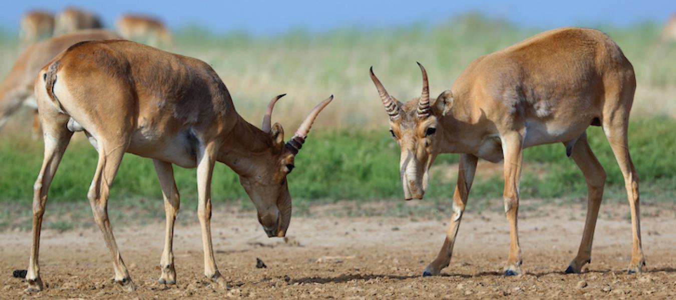 Parasites of Saigas and Livestock in Kazakhstan