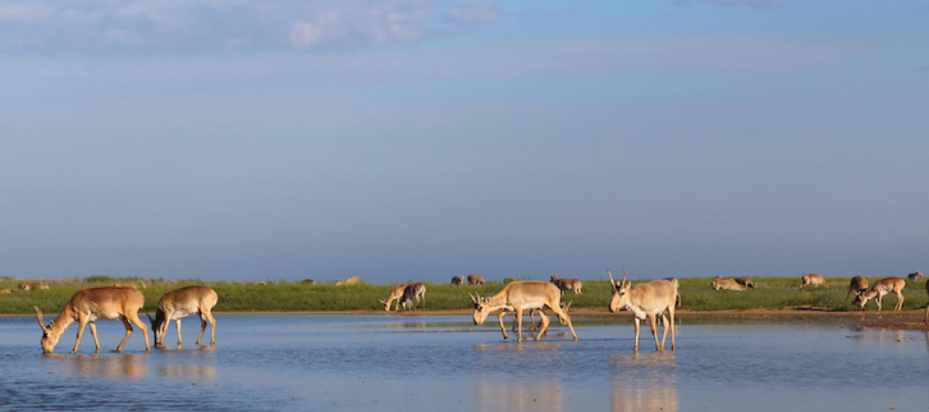 Population Estimates of Endangered Mongolian Saiga - Implications for Effective Monitoring and Population Recovery