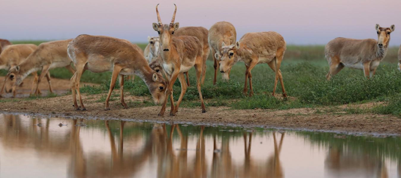 Sustainable Management of the Saiga