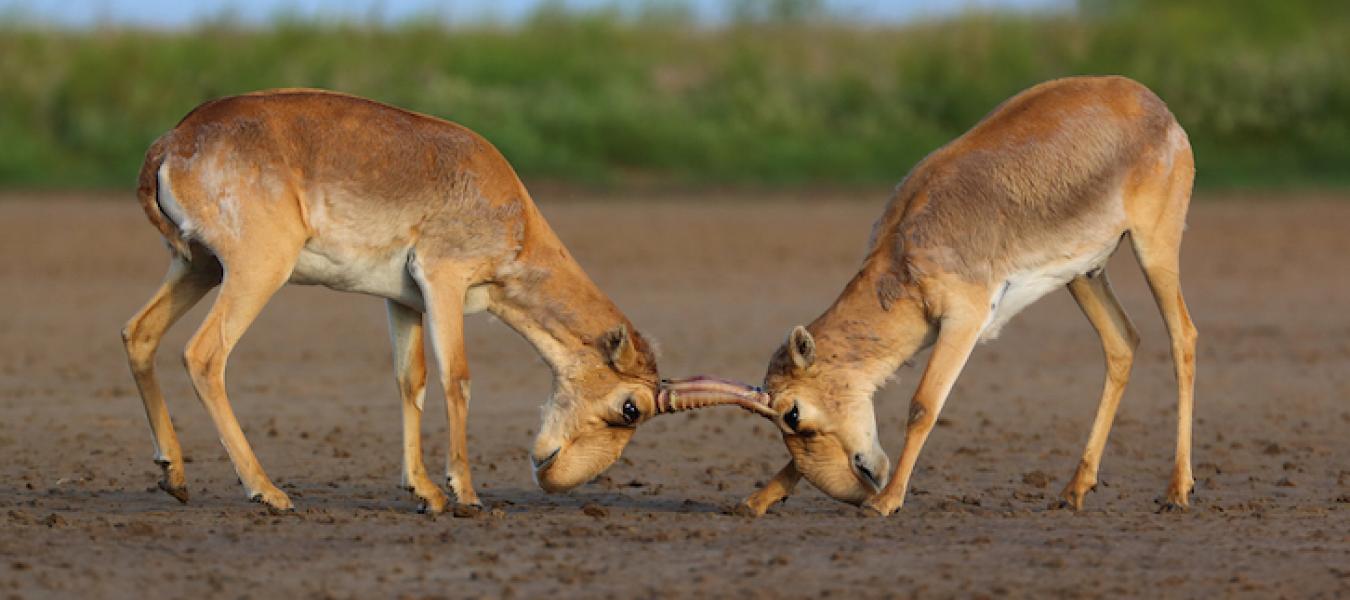 The Saiga: A Review as a Model for the Management of Endangered Species