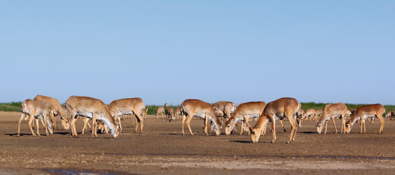 Changes in Grouping Patterns of Saiga Antelope in Relation to Intrinsic and Environmental Factors in Mongolia