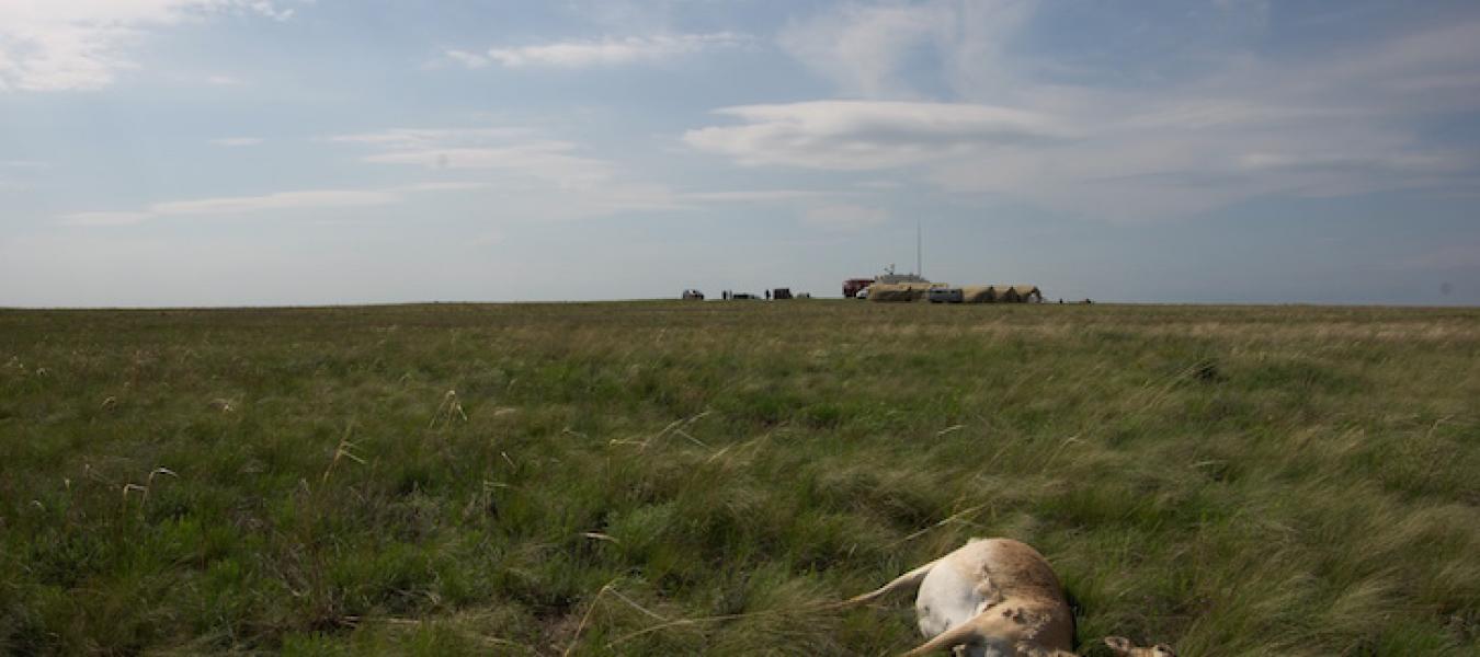 Is Pasture Structure and Plant-Composition the Key to Explaining the Mass Die-Off of the Saiga Antelope in the Borsy Region of Kazakhstan?