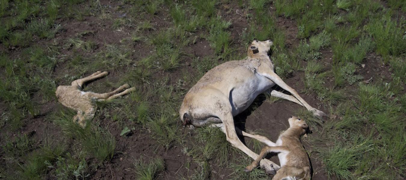 Assessment of the Short-Term Effects of Weather Conditions on Mass Mortality of the Saiga Antelope in Kazakhstan