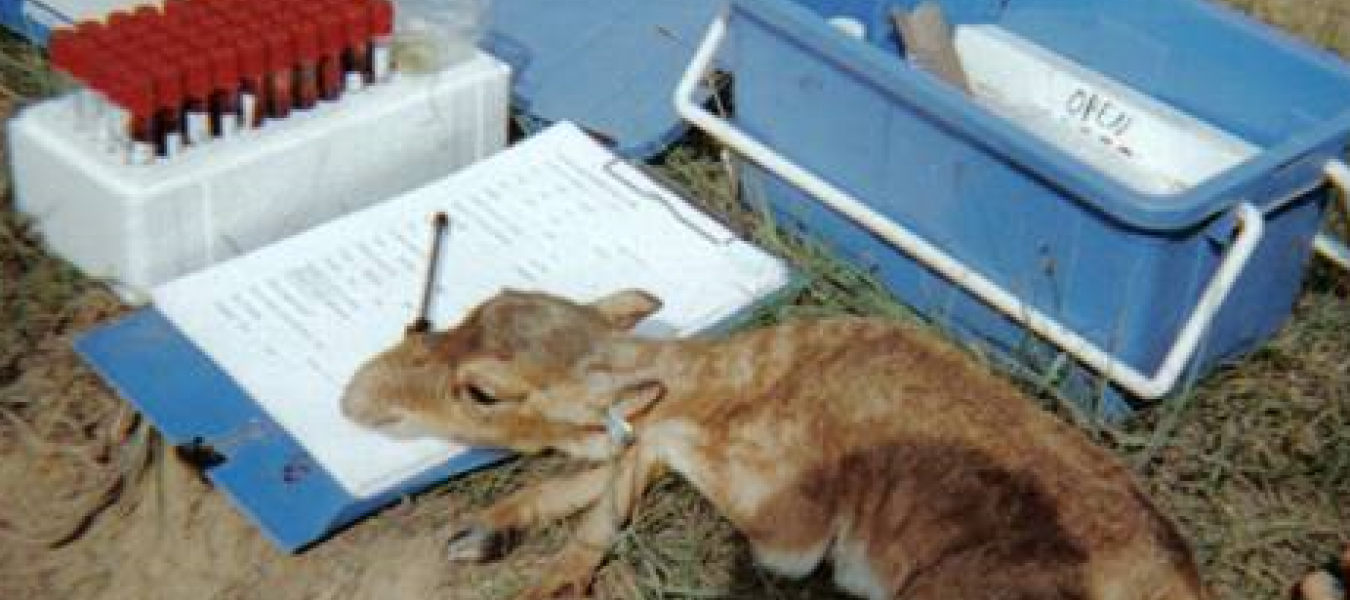 Saiga Antelope PhD Opportunity at the University of Bristol