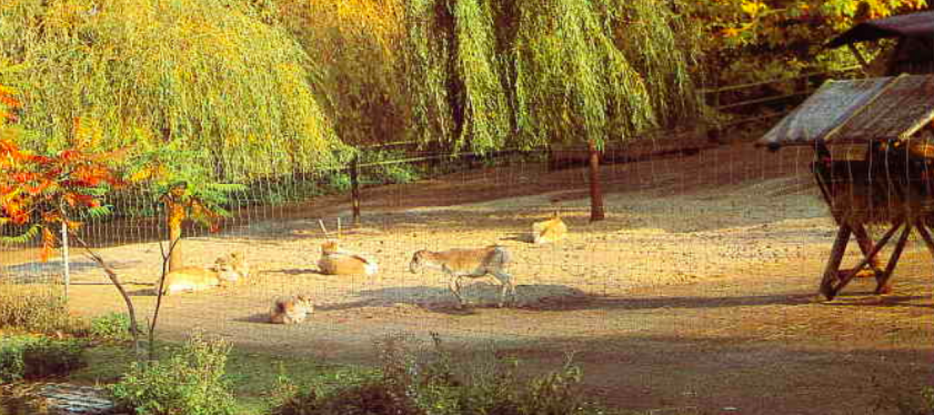 Saiga Husbandry at Cologne Zoo (1980)