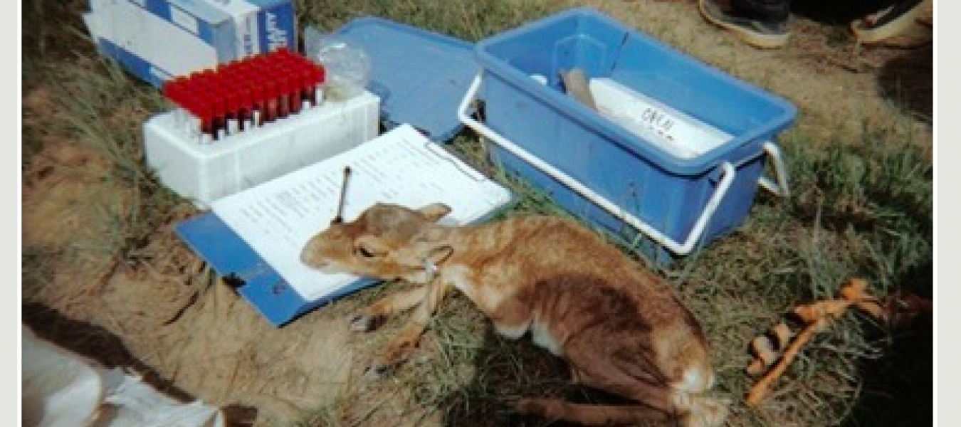UK scientists join field expedition to saiga calving sites