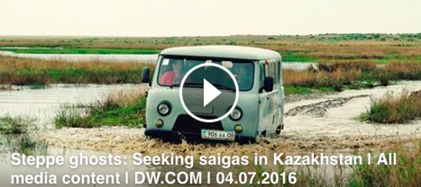 Steppe Ghosts: Seeking Saigas in Kazakhstan