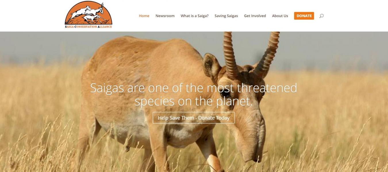 New Saiga Conservation Alliance website is now live!