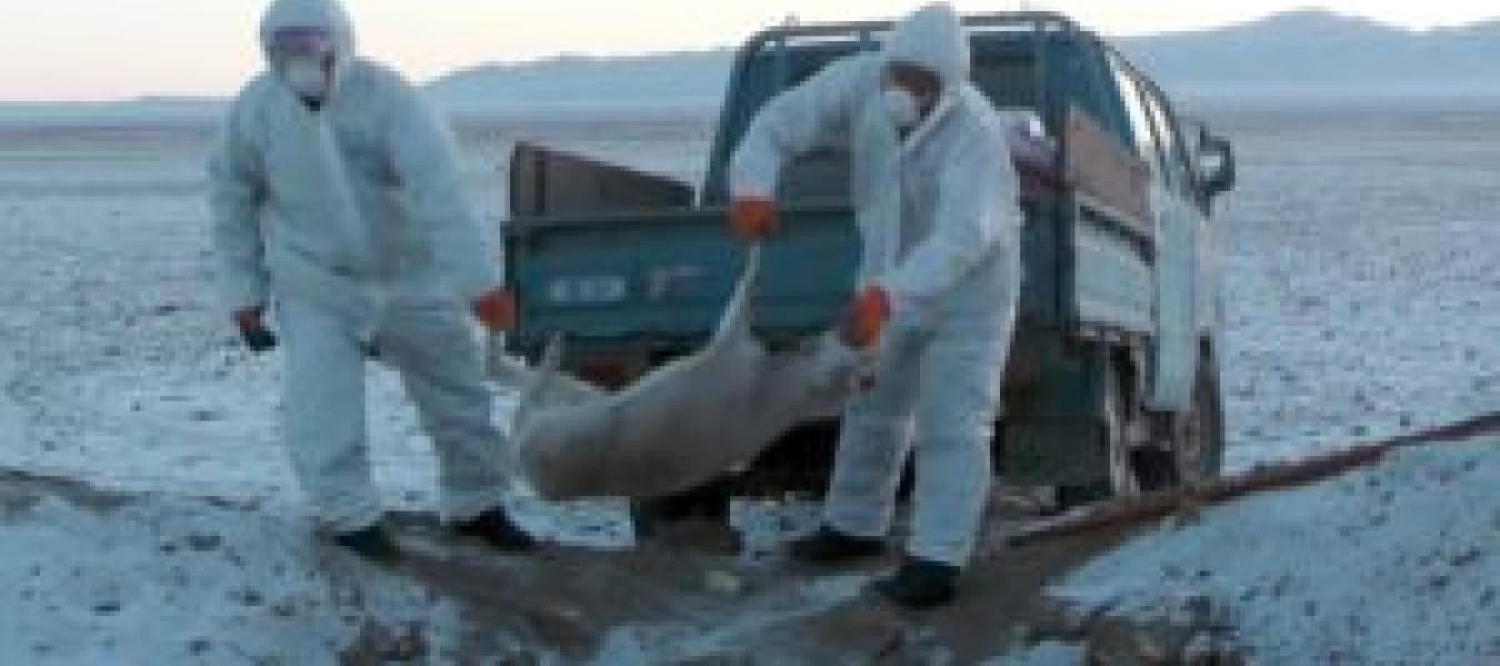 Latest update on deaths of Mongolian saiga