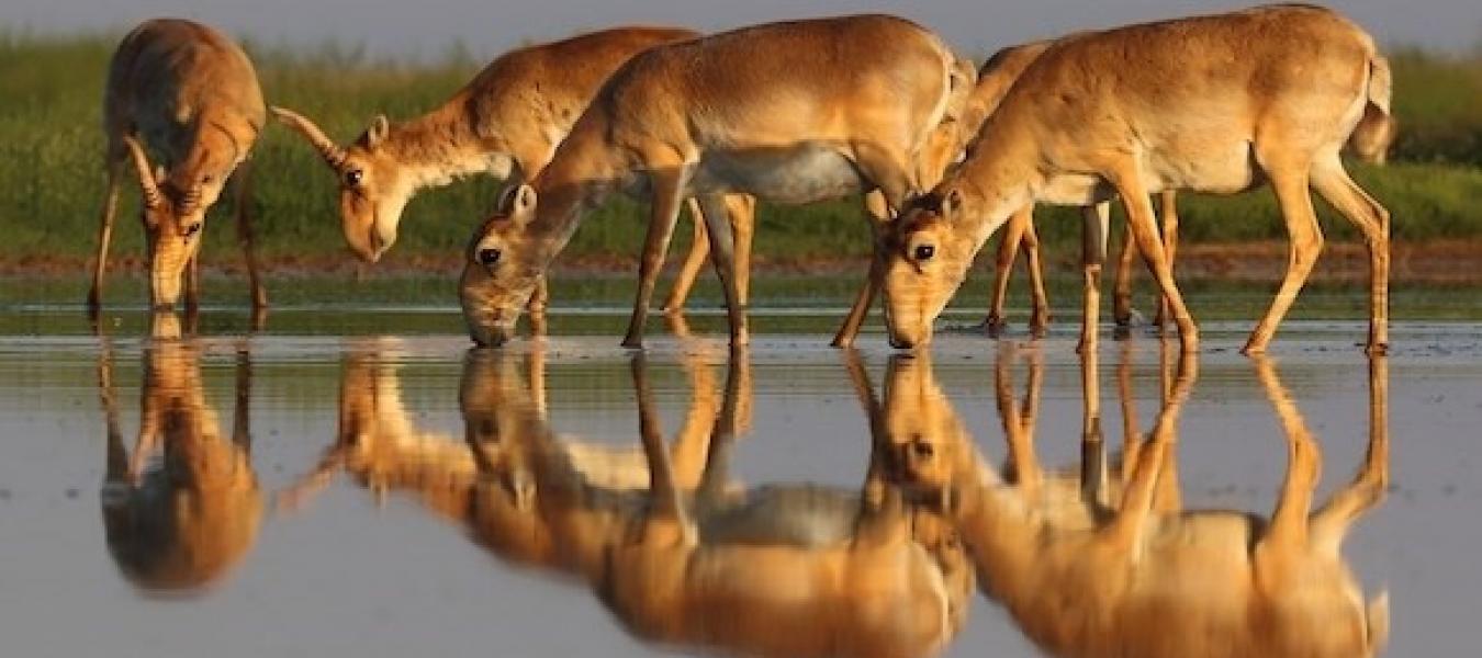 Update from the international team investigating the saiga mass die-off 