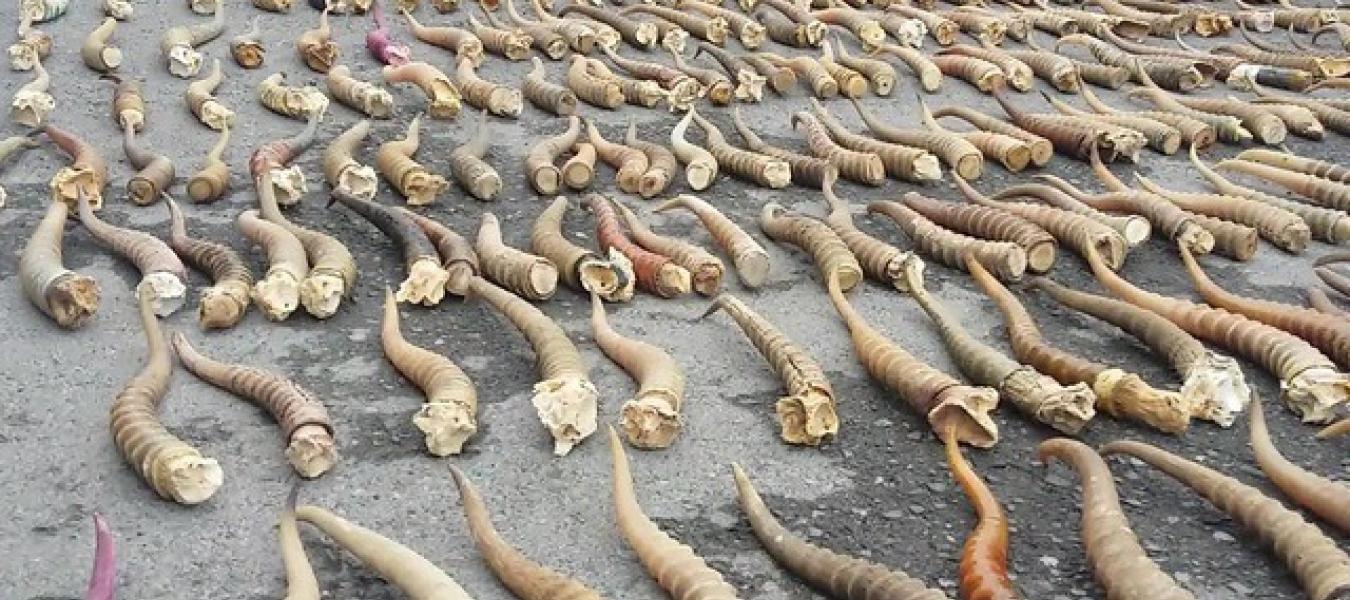 Twenty criminal cases initiated in Kazakhstan for illegal saiga killing 