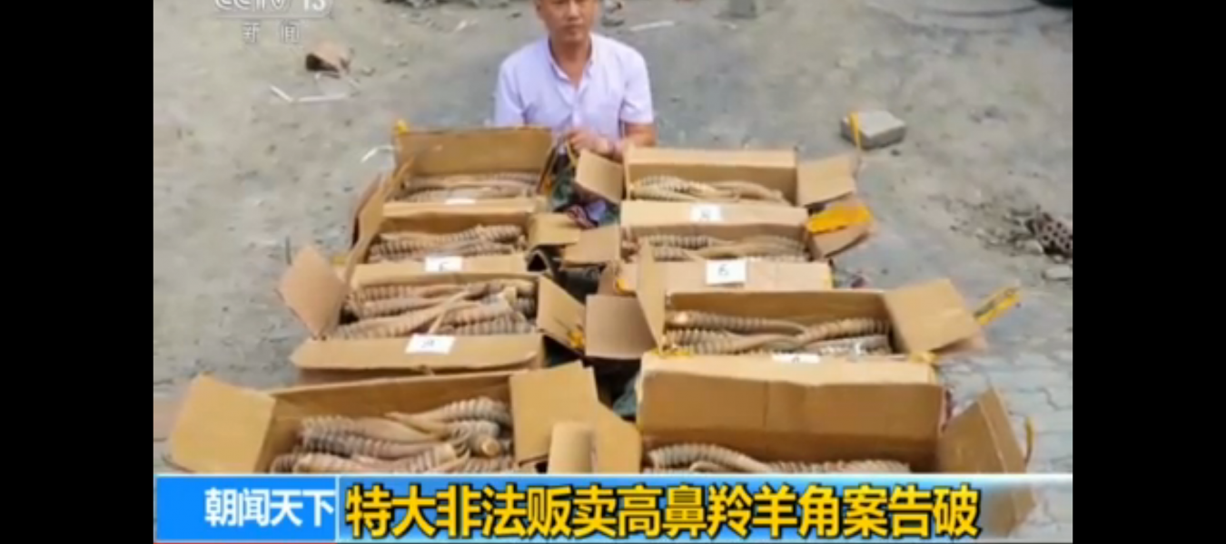 A large consignment of saiga horns and skins is confiscated in Fergana, Uzbekistan 
