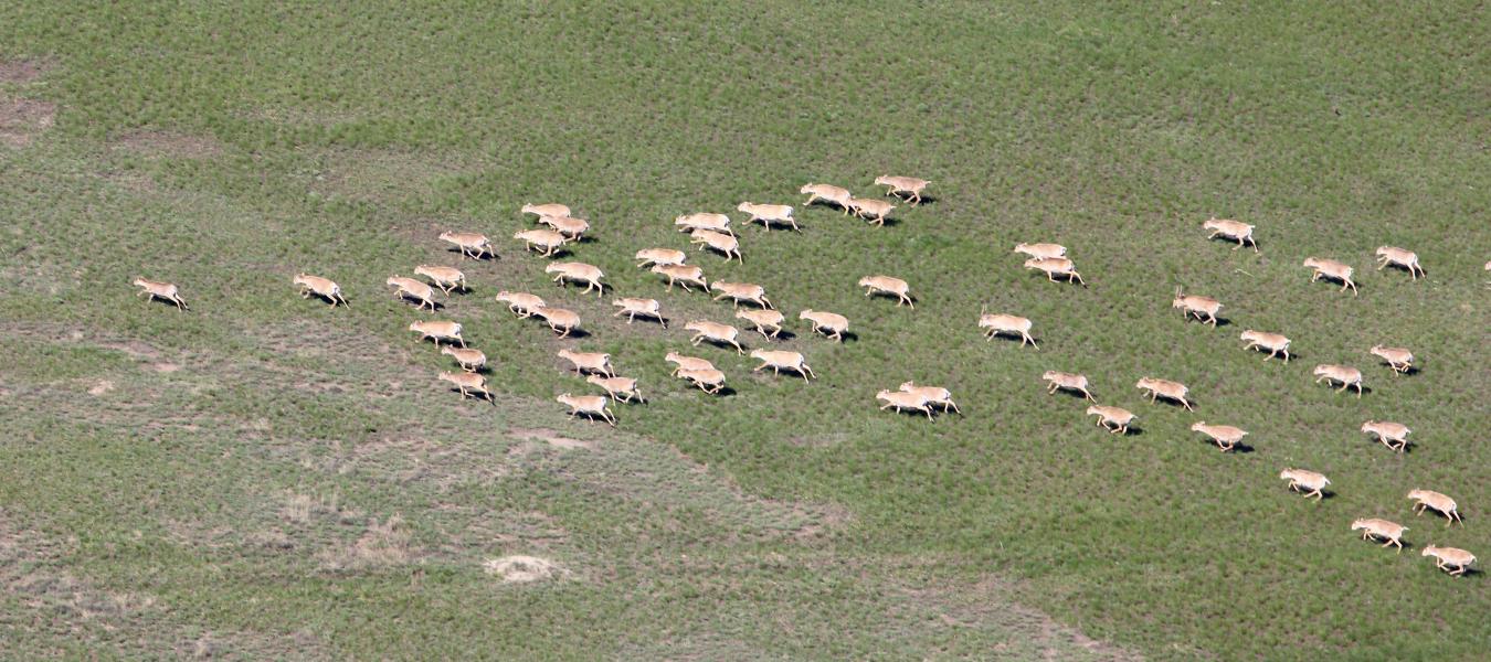 The results of the aerial survey of saiga populations in Kazakhstan in 2016 
