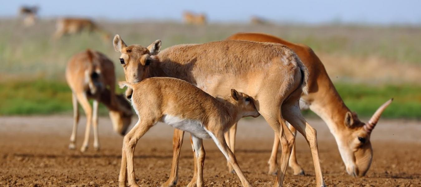 Spring in the Stepnoi Wildlife Sanctuary