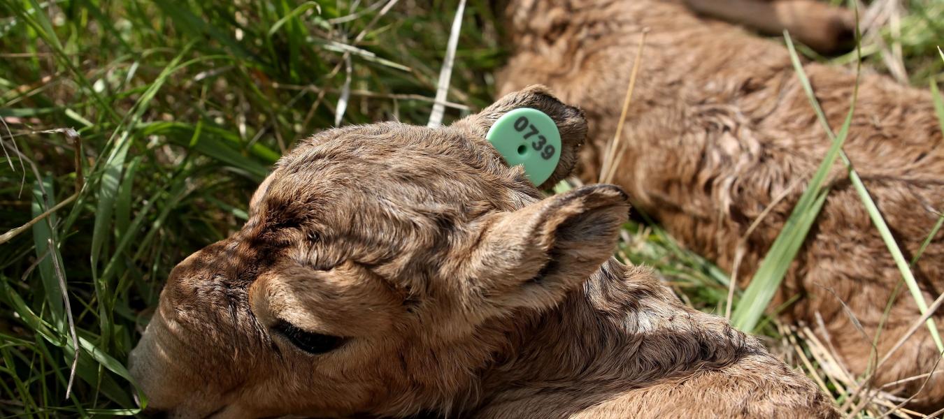 Monitoring the situation in the Betpakdala and Ural saiga populations in Kazakhstan during the calving period in 2016-17