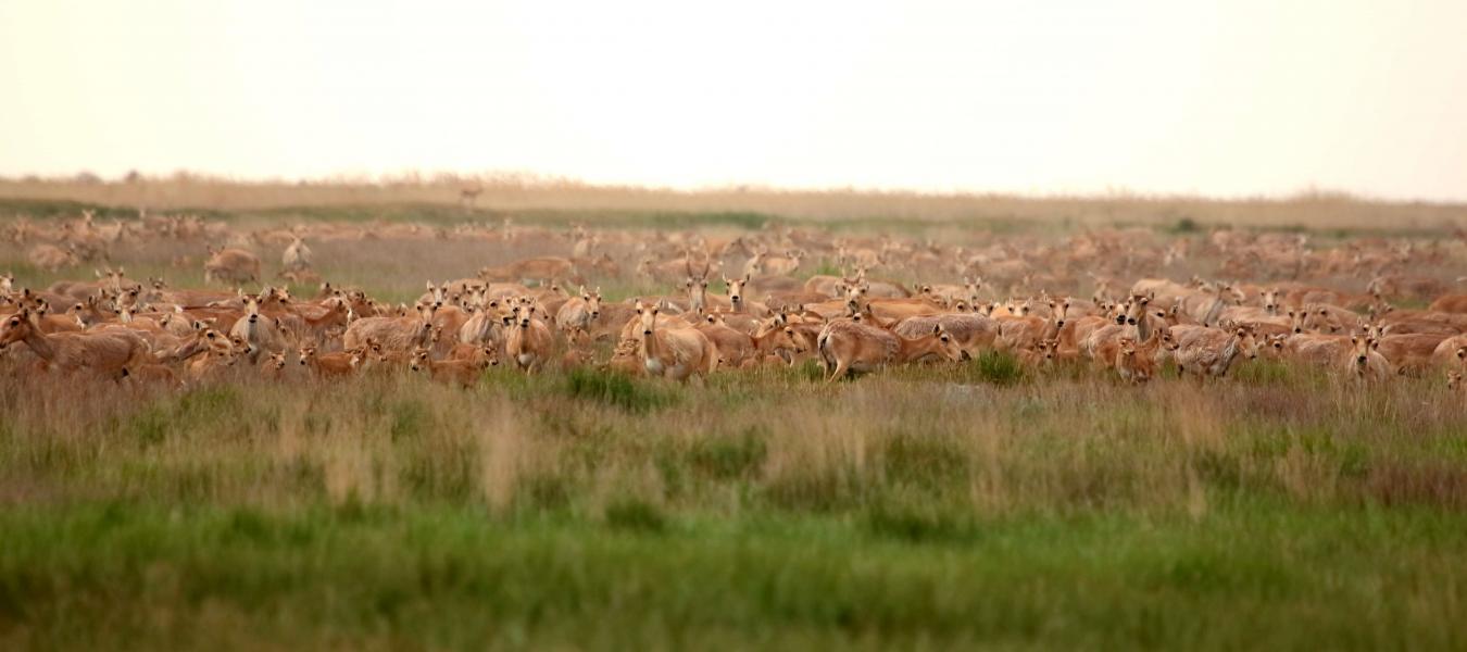 Collared saigas to be released in Astrakhan province in Russia 