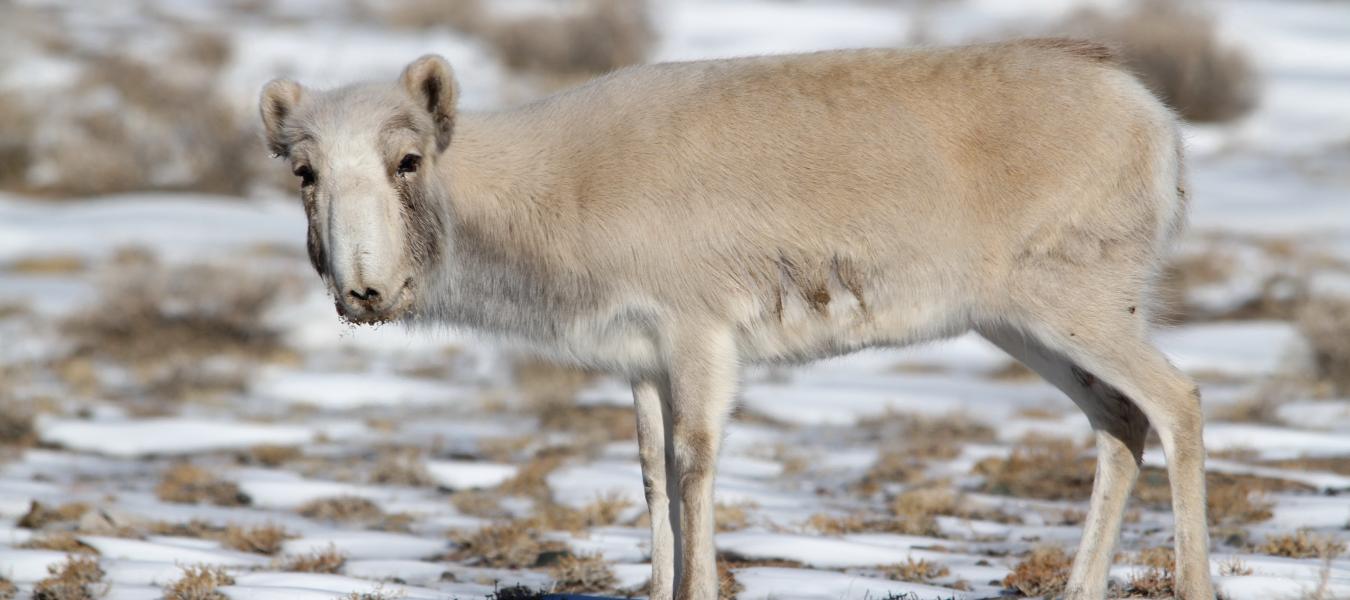 Situation analysis for the Mongolian saiga population, including the mass die-off due to an outbreak of goat plague