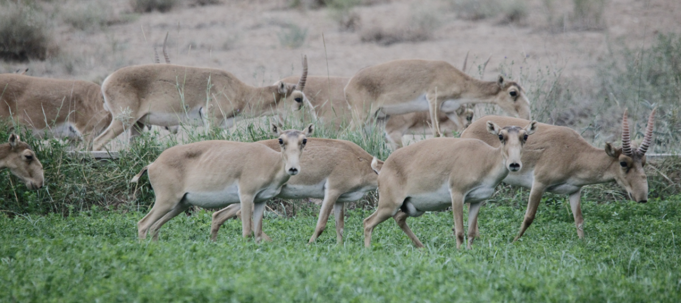 Historical range, extirpation and prospects for reintroduction of Saiga in China
