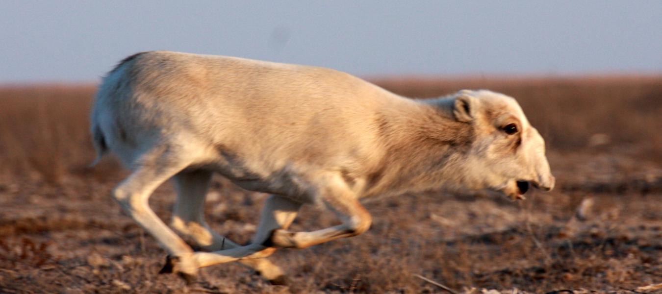 Conserving a small group of saigas within the Volga-Ural population in Atyrau province, Kazakhstan   
