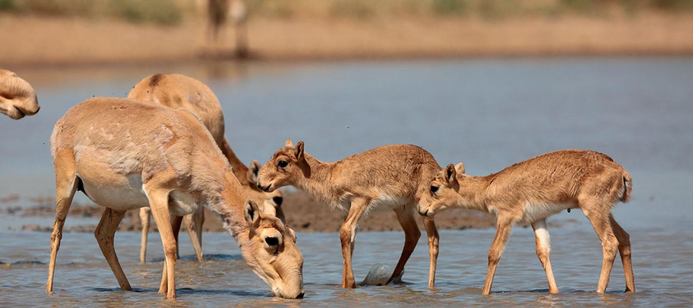 The role of international institutions in the restoration of saiga antelope populations 
